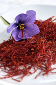 Crocus saffron (Crocus sativus), after harvest, pruning, stigmas, flower, at the saffron producer Claude Ancedy, Chissey-sur-Loue, Jura, France