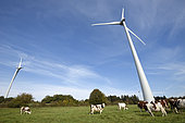 Wind farm, 6 wind turbines of 3 MW, meadow, Montbeliard cows, Chamole, Jura, France