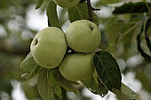 Apple tree (Malus communis) Swiss variety orange, fruits, conservatory orchard, Ecomusee d'Alsace, Ungersheim, Haut-Rhin, France