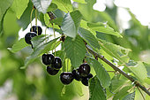 Cherry tree (Prunus cerasus), variety Chapendu, fruits, conservatory orchard, Ecomusee du Pays de la Cerise, Fougerolles-Saint-Valbert, Haute-Saone, France