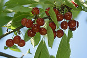 Cherry tree (Prunus cerasus), variety Leuillot, fruits conservatory orchard, Ecomusee du Pays de la Cerise, Fougerolles-Saint-Valbert, Haute-Saone, France