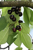 Cherry tree (Prunus cerasus), variety Noire des Argey, fruits conservatory orchard, Ecomusee du Pays de la Cerise, Fougerolles-Saint-Valbert, Haute-Saone, France