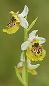 Late spider orchid (Ophrys holoserica), yellow morph, Lechauen, Bavaria, Germany, Europe