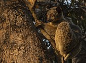 Weaselmaki (Lepilemur edwarsi) in the dry forests of Kirindy in western Madagascar, Madagascar, Africa