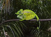 Chameleon male (Furcifer voeltzkowi), rediscovered after over 100 years, Mahajanga, Madagascar, Africa