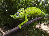 Chameleon male (Furcifer voeltzkowi), rediscovered after over 100 years, Mahajanga, Madagascar, Africa