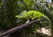 Chameleon male (Furcifer voeltzkowi), rediscovered after over 100 years, Mahajanga, Madagascar, Africa
