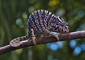 Chameleon female (Furcifer voeltzkowi), rediscovered after over 100 years, Mahajanga, Madagascar, Africa