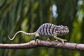 Chameleon female (Furcifer voeltzkowi), rediscovered after over 100 years, Mahajanga, Madagascar, Africa