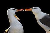 Black-browed Albatross welcoming display (Thalassarche melanophrys), Sanders island, Falklands