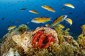Hermit crab (Dardanus arrosor), with Shoal of Ornate wrasse (Thalassoma pavo), Santa Maria Island, Azores, Portugal, Atlantic Ocean