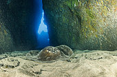 Pastenague commune (Dasyatis pastinaca) à l'intérieur du site de plongée Gruta azul, côte est de l'île de Santa Maria, Açores, Portugal, océan Atlantique