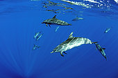 Atlantic spotted dolphins (Stenella frontalis), Formigas Islet dive site, 27 miles northeast of Santa Maria Island, Azores, Portugal, Atlantic Ocean