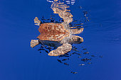 Loggerhead turtle (caretta caretta) accompanied by pilotfish (Naucrates ductor) swimming near the surface. Vulnerable. Santa Maria Island, Azores, Portugal, Atlantic Ocean