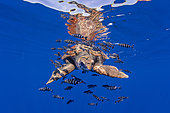 Loggerhead turtle (caretta caretta) accompanied by pilotfish (Naucrates ductor) swimming near the surface. Vulnerable. Santa Maria Island, Azores, Portugal, Atlantic Ocean
