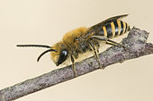 Ivy Bee (Colletes hederae) species of solitary bee making burrows in villages, active at the end of September, Lorraine, France