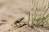 Digger wasp : Sand wasp (Bembix rostrata) digging, La Truchère Nature Reserve, Burgundy, France