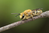 Ivy Bee (Colletes hederae) species of solitary bee making burrows in villages, active at the end of September, Lorraine, France