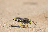 Digger wasp : Sand wasp (Bembix rostrata) digging, La Truchère Nature Reserve, Burgundy, France