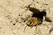 Ivy Bee (Colletes hederae) species of solitary bee making burrows in villages, active at the end of September, Lorraine, France