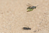 Digger wasp : Sand wasp (Bembix rostrata) carrying a leafhopper in flight, La Truchère Nature Reserve, Burgundy, France