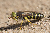 Digger wasp : Sand wasp (Bembix rostrata) on sand, La Truchère Nature Reserve, Burgundy, France