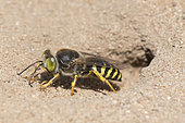 Digger wasp : Sand wasp (Bembix rostrata) clearing the entrance to his gallery, La Truchère Nature Reserve, Burgundy, France