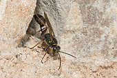 Asian Mud-dauber Wasp (Sceliphron curvatum) on rock, Burgundy, France