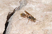 Asian Mud-dauber Wasp (Sceliphron curvatum) on rock, Burgundy, France