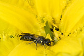 Plasterer Bee (Hylaeus sp) on Yellow floatingheart (Nymphoides peltata) flower, Lorraine, France