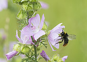 Early bumblebee (Bombus pratorum) female on Musk mallow (Malva moschata) flower, Lorraine, France
