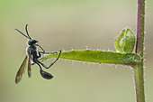 Grass-carrying Wasp (Isodontia mexicana) on leaf, Lorraine, France