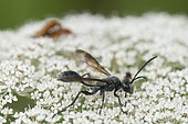 Grass-carrying Wasp (Isodontia mexicana) on flowers, Lorraine, France