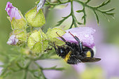 Buff-tailed Bumblebee (Bombus terrestris) on Mallow (Malva sp) flower, Lorraine, France