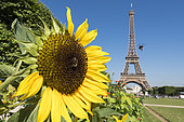 Hymenoptera pollinating insects on a garden flower in front of the Eiffel Tower in Paris, France