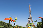 Leaf-cutting bee (Megachile sp)on a garden flower in front of the Eiffel Tower in Paris, France