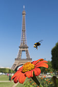 Bumblebee (Bombus terrestris) in flight over a garden flower in front of the Eiffel Tower in Paris, France