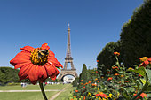 Bumblebee (Bombus terrestris) on a garden flower in front of the Eiffel Tower in Paris, France