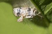 Chenille momifiée par un hyménoptère parasitoïde Ichneumon, lutte biologique, Bourgogne, France