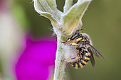 Cotton Bee (Anthidium manicatum) on stem, Burgundy, France