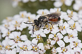 Sweat bee (Sphecodes albilabris) on Milfoil (Achillea millefolium), Lorraine, France