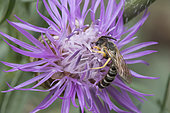 Great banded furrow-bee (Halictus scabiosae) on Knapweed (Centaurea sp) flower, Lorraine, France