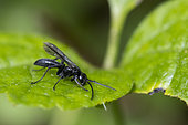 Aphid-hunting black wasp (Pemphredon sp), biological control, Lorraine, France