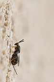 Chalcid wasp (Torymus sp), hymenoptera parasite, Burgundy, France