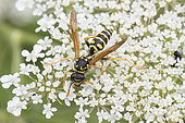 Paper Wasp (Polistes sp) on Wild carrots (Daucus carota) flowers, Lorraine, France