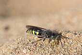 Digger wasp : Sand wasp (Bembecinus tridens) on sand, La Truchère Nature Reserve, Burgundy, France