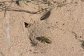 Digger wasp : Sand wasp (Bembix rostrata) on the funnel of a common Antlion pit (Myrmeleon formicarius), La Truchère Nature Reserve, Burgundy, France