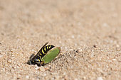 Digger wasp : Sand wasp (Bembecinus tridens) burying a leafhopper, La Truchère Nature Reserve, Burgundy, France