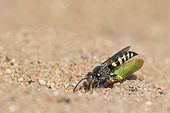 Digger wasp : Sand wasp (Bembecinus tridens) carrying a leafhopper, La Truchère Nature Reserve, Burgundy, France
