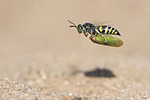 Digger wasp : Sand wasp (Bembecinus tridens) carrying a leafhopper in flight, La Truchère Nature Reserve, Burgundy, France